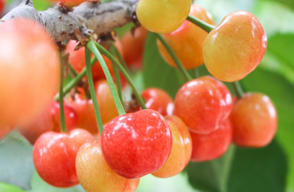 鄉村振興工作動態（第134期）